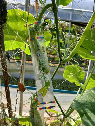 879412님의 9월 내 작물 자랑하기 · 참여글 작성글 사진