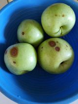 팜모닝 사과·병해충상담 게시글 이미지