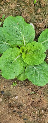 팜모닝 9월 내 작물 자랑하기·참여글 게시글 이미지