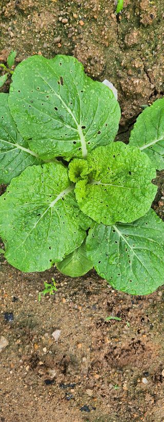 귀농좋아요님의 9월 내 작물 자랑하기 · 참여글 작성글 사진