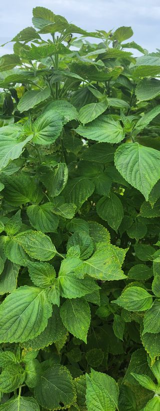 귀농좋아요님의 9월 내 작물 자랑하기 · 참여글 작성글 사진