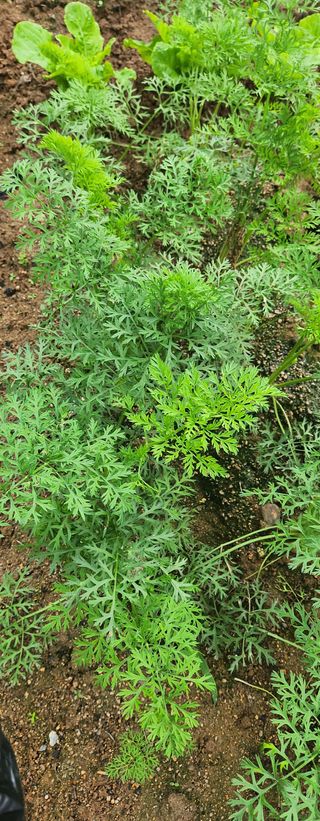 귀농좋아요님의 9월 내 작물 자랑하기 · 참여글 작성글 사진