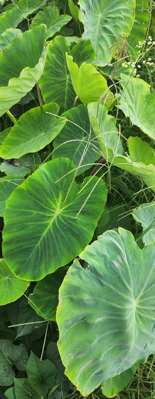 귀농좋아요님의 9월 내 작물 자랑하기 · 참여글 작성글 사진