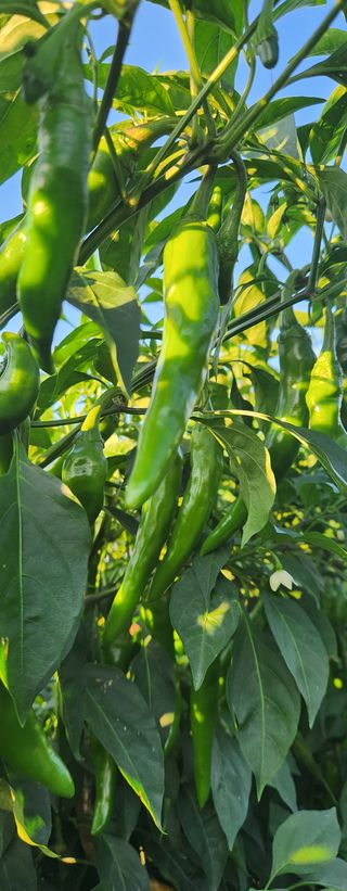 귀농좋아요님의 9월 내 작물 자랑하기 · 참여글 작성글 사진