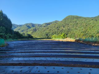 여우내 이순홍님의 기타작물 · 자유게시판 작성글 사진