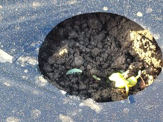 여우내 이순홍님의 기타작물 · 자유게시판 작성글 사진