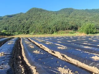 여우내 이순홍님의 기타작물 · 자유게시판 작성글 사진