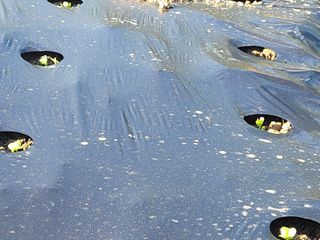 여우내 이순홍님의 기타작물 · 자유게시판 작성글 사진