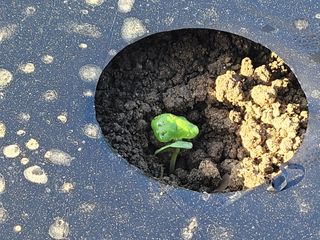 여우내 이순홍님의 기타작물 · 자유게시판 작성글 사진
