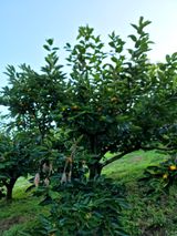 팜모닝 9월 내 작물 자랑하기·참여글 게시글 이미지