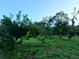 이양호님의 9월 내 작물 자랑하기 · 참여글 작성글 사진