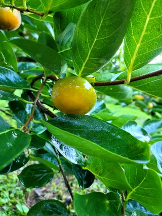 이양호님의 9월 내 작물 자랑하기 · 참여글 작성글 사진