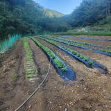 팜모닝 콩·영농일지 게시글 이미지