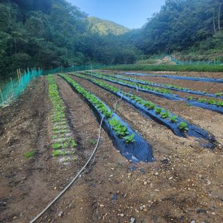 나종만님의 콩 · 영농일지 작성글 사진