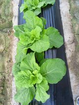 팜모닝 9월 내 작물 자랑하기·참여글 게시글 이미지