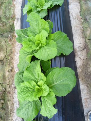 이영수님의 9월 내 작물 자랑하기 · 참여글 작성글 사진