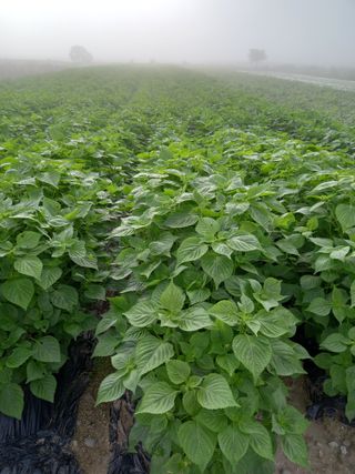 이영수님의 9월 내 작물 자랑하기 · 참여글 작성글 사진