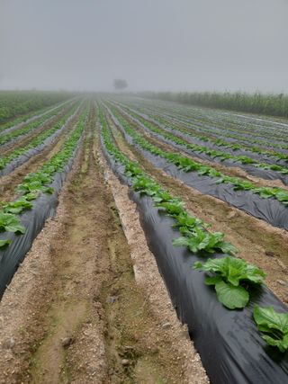 이영수님의 9월 내 작물 자랑하기 · 참여글 작성글 사진