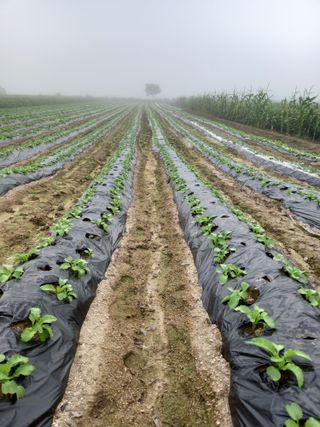 이영수님의 9월 내 작물 자랑하기 · 참여글 작성글 사진