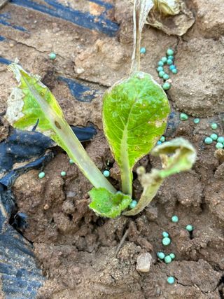 강수창님의 배추 · 병해충상담 작성글 사진