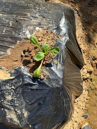 강수창님의 배추 · 병해충상담 작성글 사진