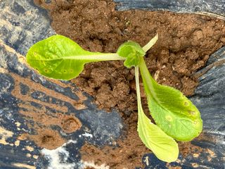 강수창님의 배추 · 병해충상담 작성글 사진