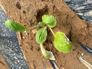 강수창님의 배추 · 병해충상담 작성글 사진