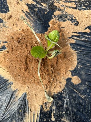 강수창님의 배추 · 병해충상담 작성글 사진