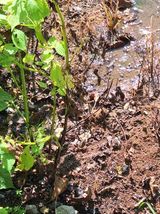 팜모닝 들깨·병해충상담 게시글 이미지