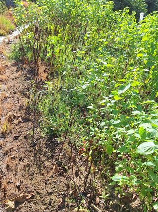 한정술님의 들깨 · 병해충상담 작성글 사진