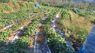 이애숙님의 고구마 · 자유게시판 작성글 사진