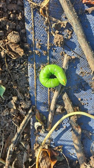 이애숙님의 고구마 · 자유게시판 작성글 사진