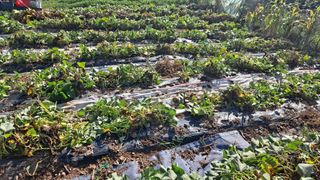 이애숙님의 고구마 · 자유게시판 작성글 사진