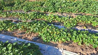 이애숙님의 고구마 · 자유게시판 작성글 사진