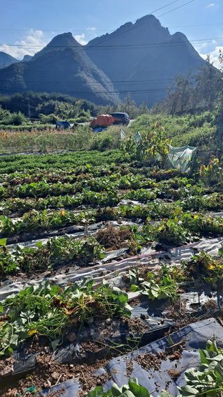 이애숙님의 고구마 · 자유게시판 작성글 사진