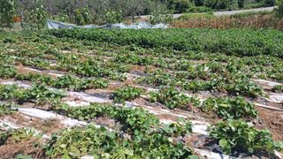 이애숙님의 고구마 · 자유게시판 작성글 사진