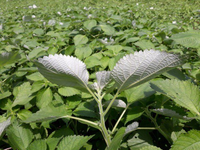 장금이1님의 장터 판매 상품 [영광모싯떡 1.3kg 25개,2봉 24.000] 첨부 사진