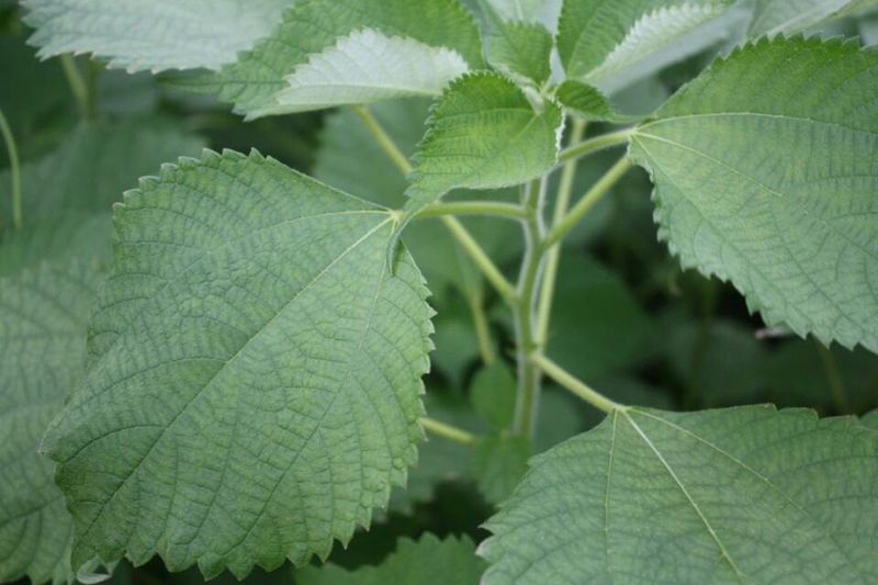 장금이1님의 장터 판매 상품 [영광모싯떡 1.3kg 25개,2봉 24.000] 첨부 사진