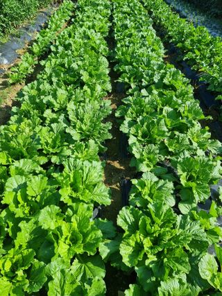 권병성님의 9월 내 작물 자랑하기 · 참여글 작성글 사진