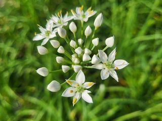 들꽃농장님의 우리동네 · 무료나눔 작성글 사진