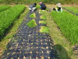 들꽃농장님의 우리동네 · 무료나눔 작성글 사진