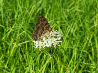 들꽃농장님의 우리동네 · 무료나눔 작성글 사진