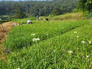 들꽃농장님의 우리동네 · 무료나눔 작성글 사진