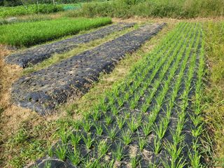 들꽃농장님의 우리동네 · 무료나눔 작성글 사진