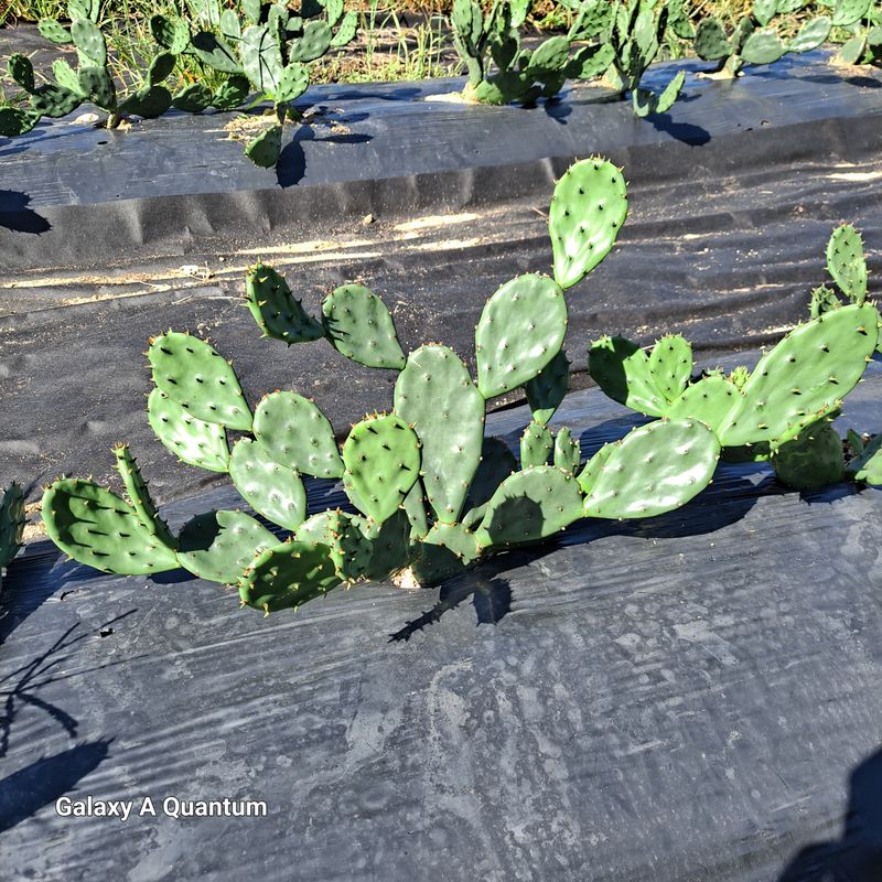 김성열 님의 장터 판매 상품 [천년초 ] 첨부 사진