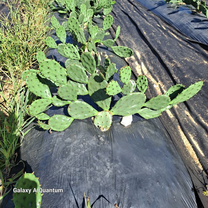 김성열 님의 장터 판매 상품 [천년초 ] 첨부 사진