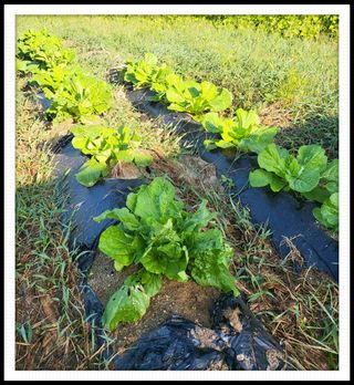 이서울비님의 9월 내 작물 자랑하기 · 참여글 작성글 사진