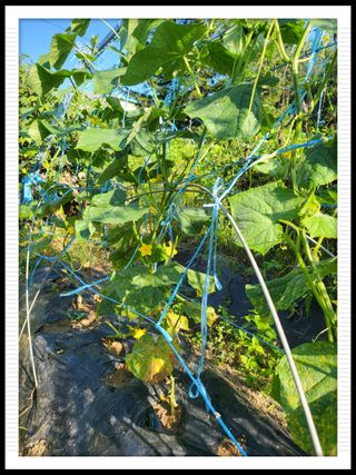 이서울비님의 9월 내 작물 자랑하기 · 참여글 작성글 사진