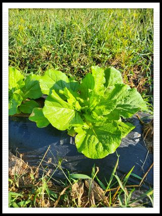 이서울비님의 9월 내 작물 자랑하기 · 참여글 작성글 사진