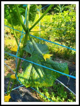 이서울비님의 9월 내 작물 자랑하기 · 참여글 작성글 사진